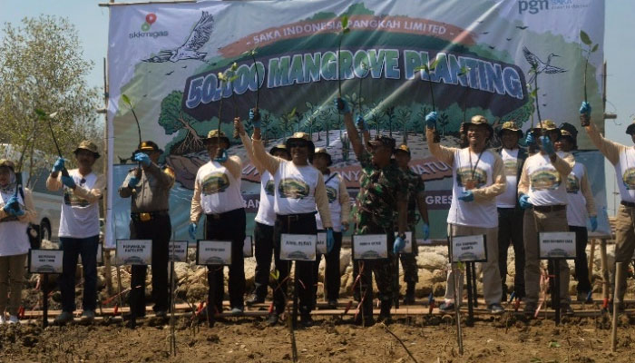 contoh upaya konservasi keanekaragaman hayati mangrove